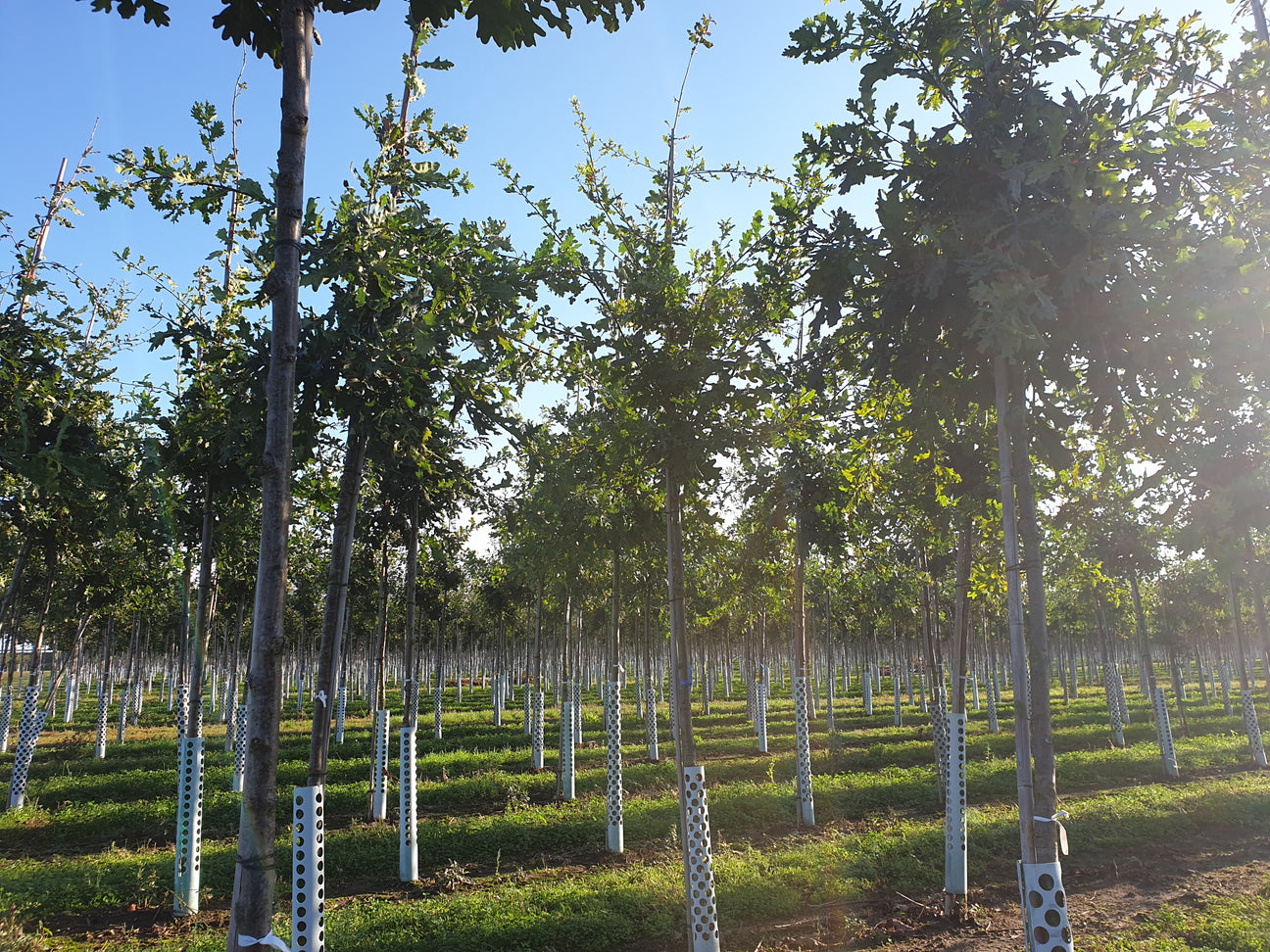 Laubbäume in Baumschulbeet