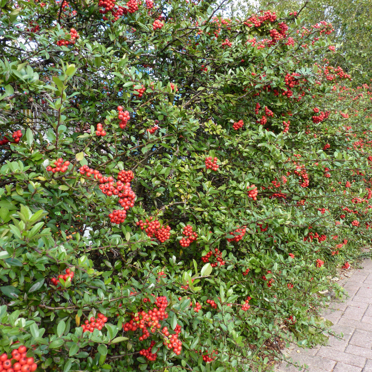 Hecken aus Pyracantha (Feuerdorn)  Mitteldeutsche-Baumschulen