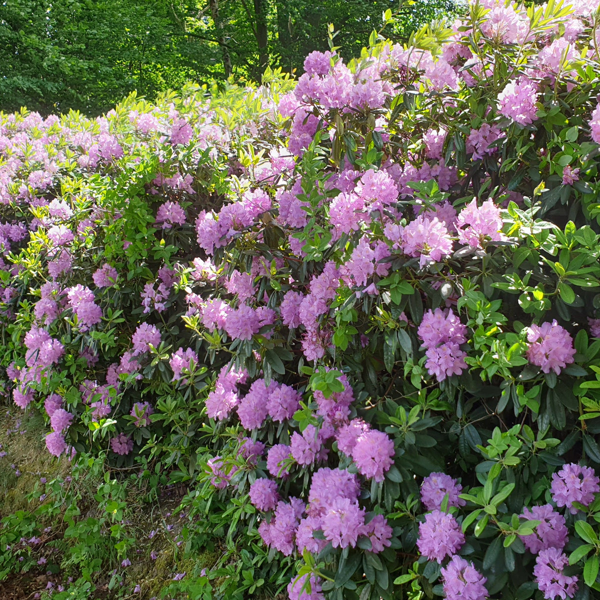 rhododendron düngen wie oft Rhododendron Dünger flüssig 1 L main image 1