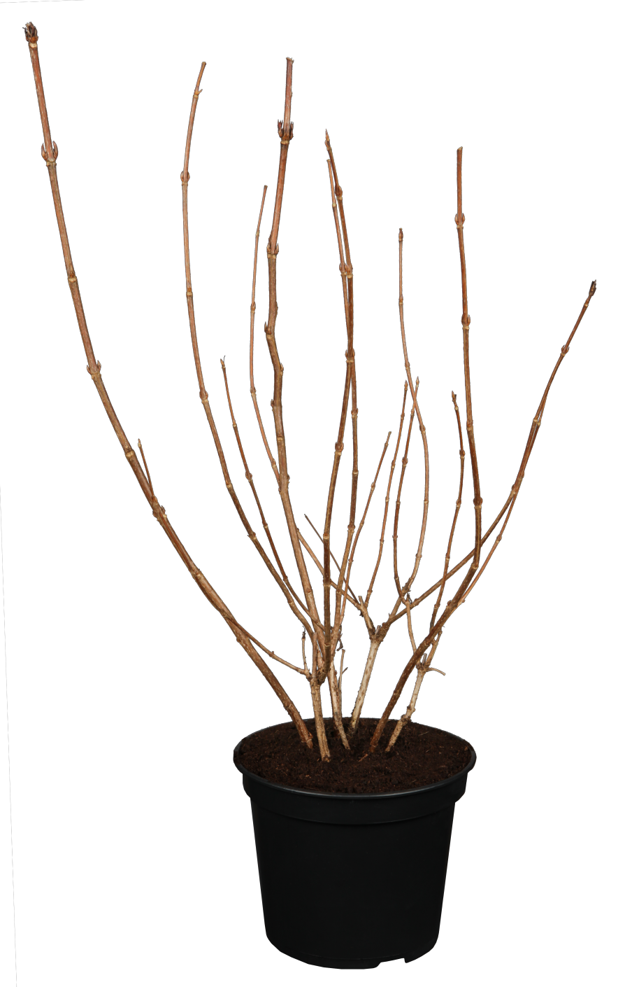 japanische weigela im Topf, erhältlich als: ; Einsatz: Blütenhecke, attraktive Blüten;;günstig mit Qualität