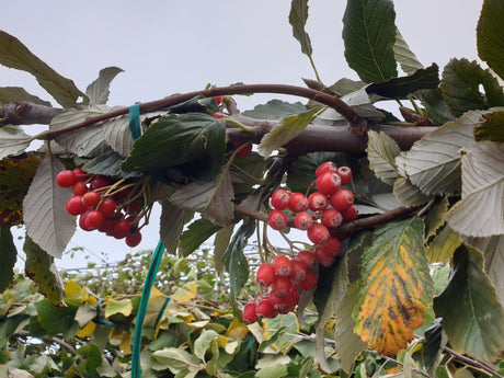 Großlaubige Mehlbeere; mit Früchten/Fruchtbehang; attraktive Früchte; Einsatzmöglichkeit z.B. : Straßenbaum; erhältlich von 270-330 bis 450-650 cm;;hier kaufen