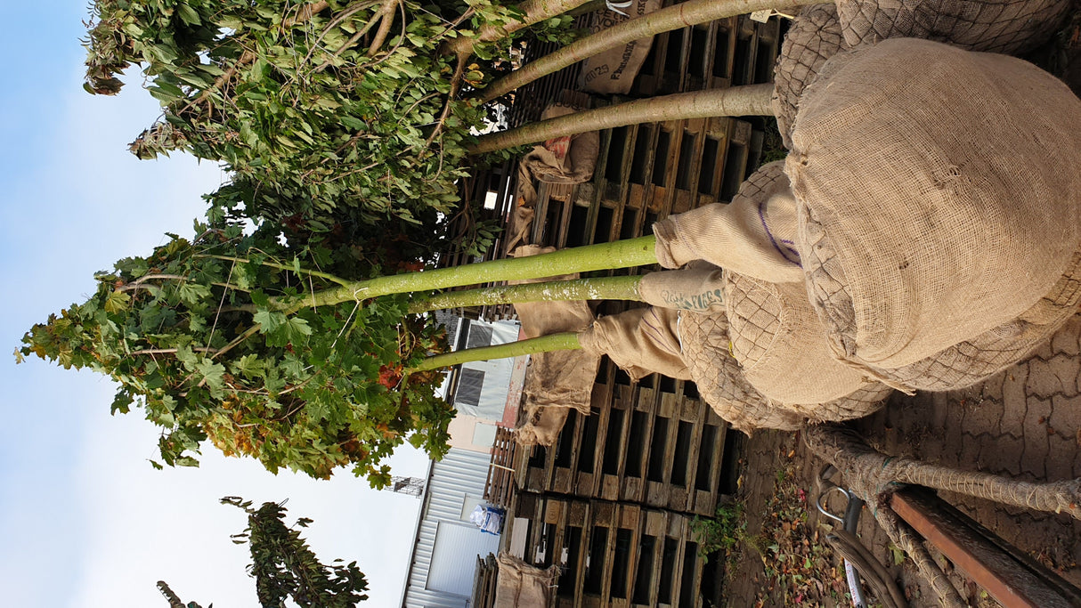Gemeiner Ahorn mit Ballen; Einsatz: Parkbaum, winterhart;;mit zeitnaher Lieferung