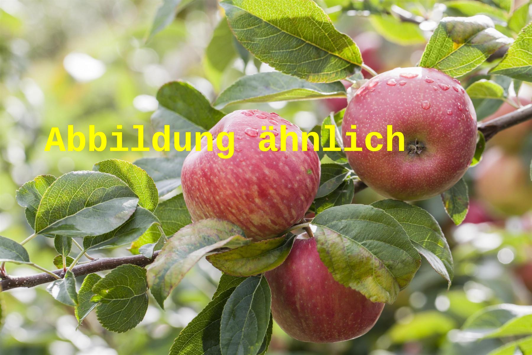 Malus 'Fiesta' (Apfel 'Fiesta' -S- mittel)