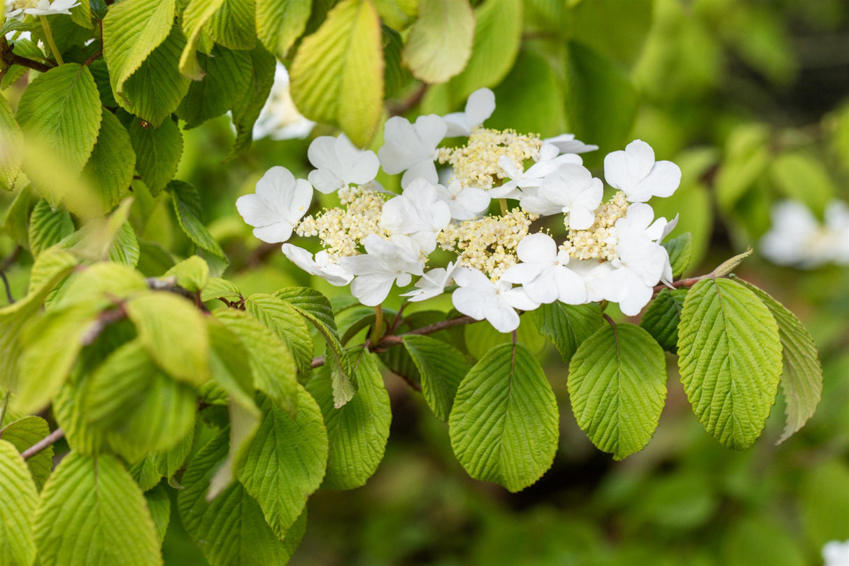 Viburnum plicatum tomentosum mit Blüte, erhältlich von 40-60 bis 150-175 cm; Einsatz: , ;;ab 15,80 Euro