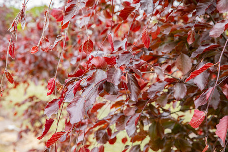 Veredelte Blut-Buche; dekoratives Laub; erhältlich von 270-330 bis 450-650 cm;;hier kaufen