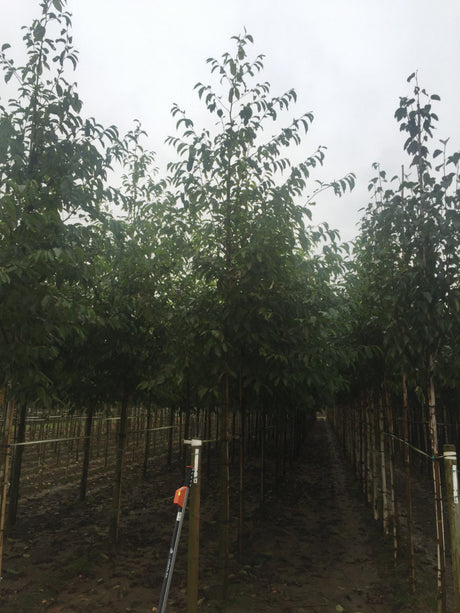 Alnus spaethii; hier mit Sommerbelaubung; anspruchslos; Einsatzmöglichkeit z.B. : anspruchslose Pflanze; verfügbar in 13 Größen und Varianten;;ab 410,00 Euro