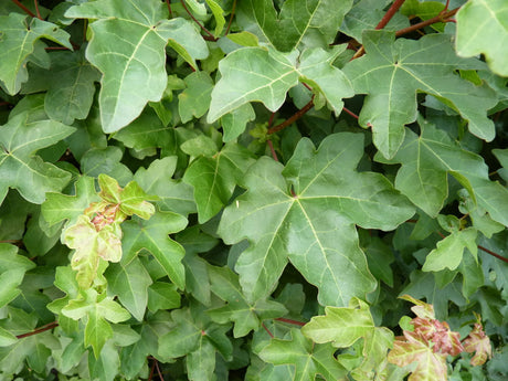 Feldahorn; in Einzelansicht; robust; Einsatzmöglichkeit z.B. : Wildgehölz; erhältlich von 40-60 bis 450-650 cm;;hier kaufen