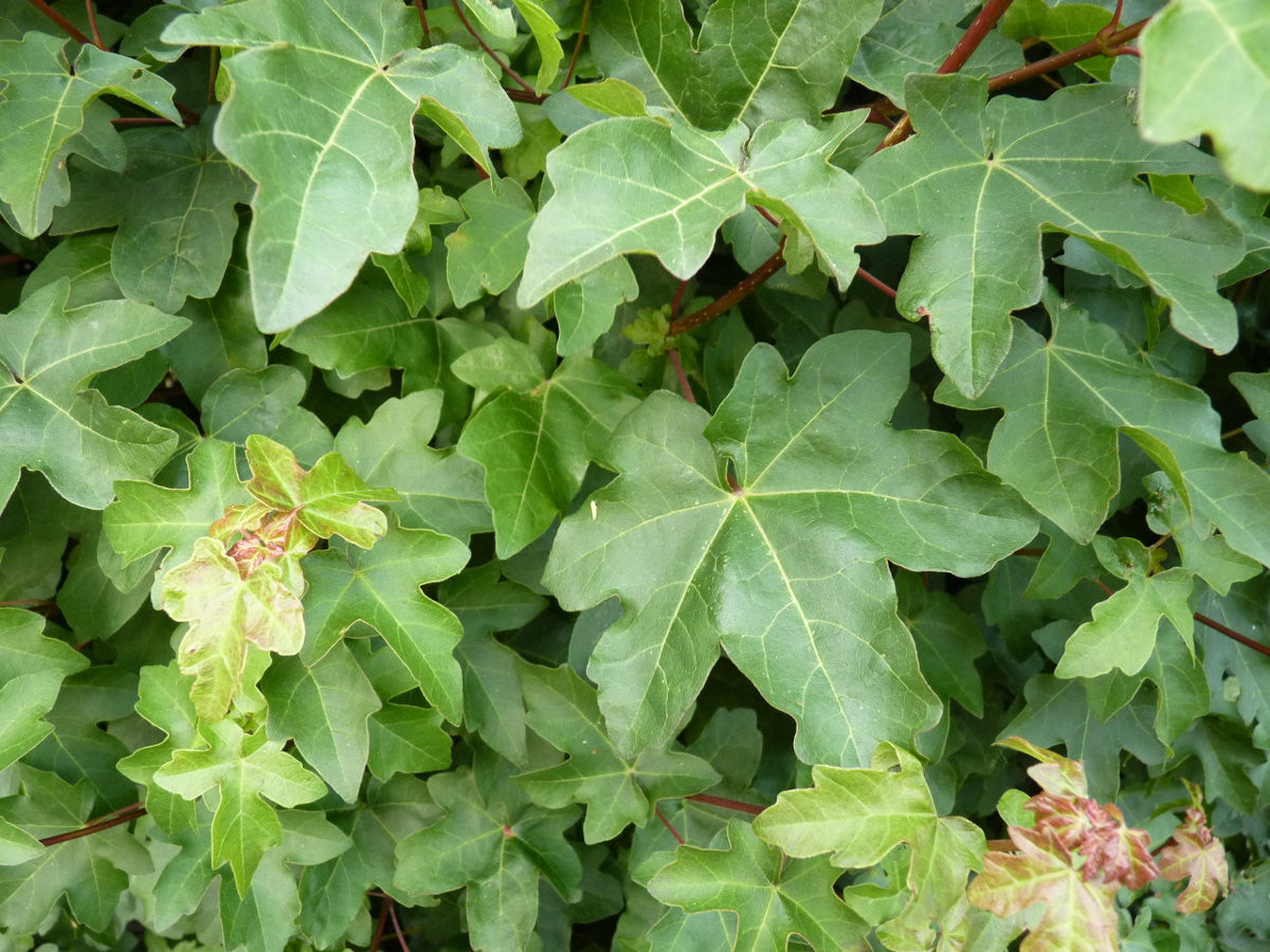 Gewöhnlicher Ahorn in Einzelansicht; Einsatz: industrie- und stadtklimafeste Pflanze, verträgt starke Rückschnitte;;mit zeitnaher Lieferung