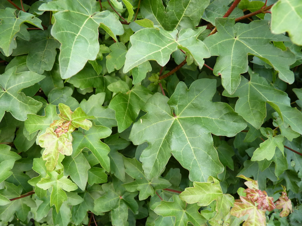 Acer campestre (Feldahorn)