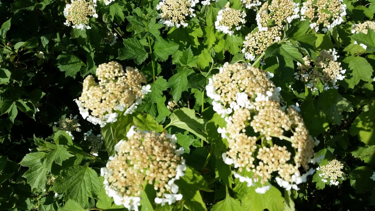 Viburnum opulus VkG 5 mit Blüte, erhältlich von 40-60 bis 200-250 cm; Einsatz: , ;;ab 2,60 Euro