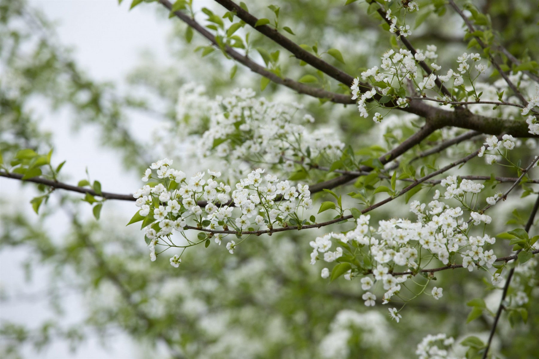 Prunus mahaleb (Steinweichsel)