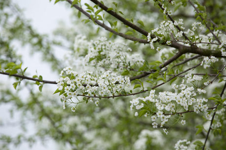 Prunus mahaleb; hier mit Blüte; für trockene Lagen geeignet; Einsatzmöglichkeit z.B. : Heckenpflanze; verfügbar in 18 Größen und Varianten;;ab 2,72 Euro