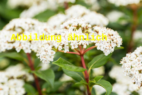 Genaues Foto für Viburnum tinus 'Rotundifolium' folgt; dieses ähnliche Bild dient der Illustration von Lorbeer-Schneeball 'Rotundifolium'