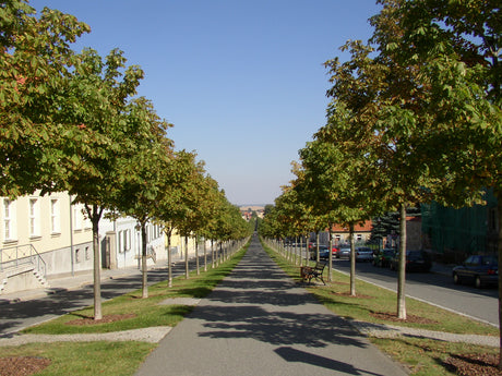 Rosskastanie; als Pflanze im Beet; robust; Einsatzmöglichkeit z.B. : Allee; erhältlich von 50-80 bis 450-650 cm;;hier kaufen