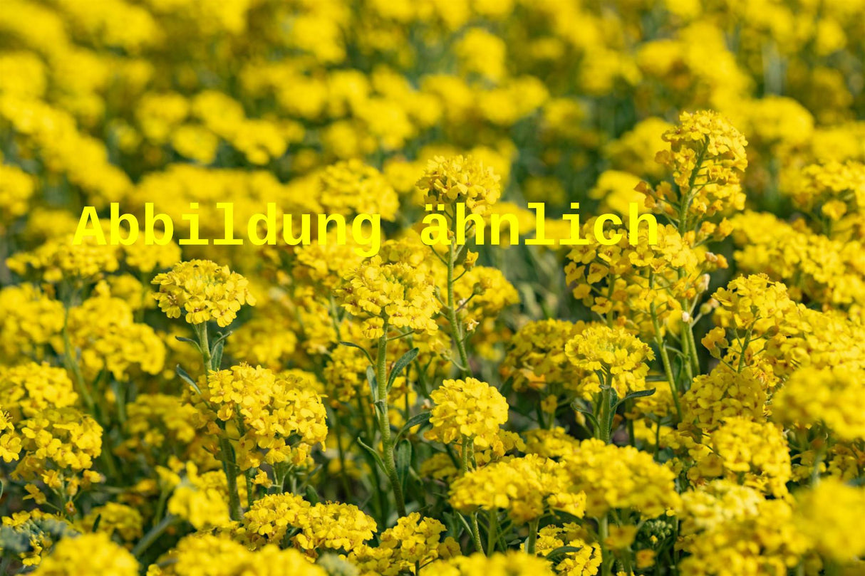 Genaues Foto für Alyssum saxatile 'Goldkugel' folgt; dieses ähnliche Bild dienst der Illustration von Garten-Steinkresse