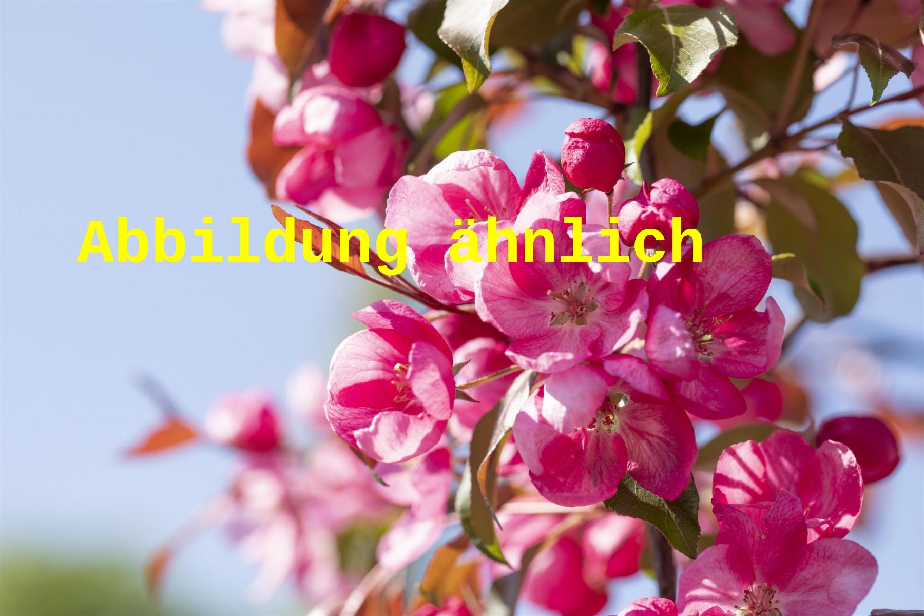 Malus 'Mira' (Apfel 'Mira' -S-)