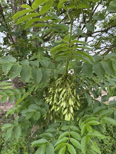 Gemeine Esche; mit Früchten/Fruchtbehang; schnellwüchsig; Einsatzmöglichkeit z.B. : Allee; erhältlich von 50-80 bis 450-650 cm;;hier kaufen