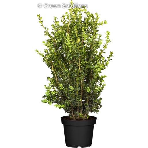 Buxus sempervirens 'Rotundifolia' (Buchsbaum 'Rotundifolia')