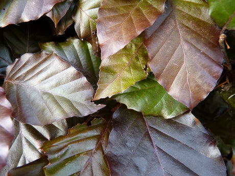 Blutbuche-Sämling; dekoratives Laub; erhältlich von 80-100 bis 450-650 cm;;hier kaufen