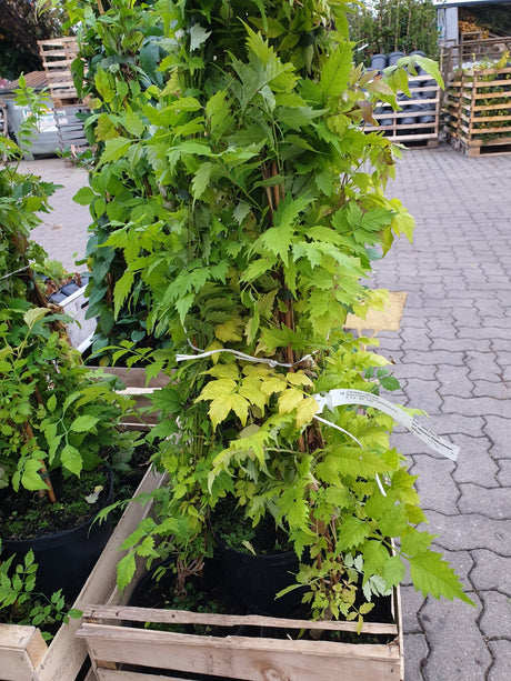 Rote Kletter-Trompetenblume; vorbereitet für Versand; blütenreich; Einsatzmöglichkeit z.B. : Fassadenbegrünung; erhältlich von 80-100 bis 100-150 cm;;hier kaufen