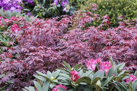 Acer palmatum 'Atropurpureum' mit Sommerbelaubung; Einsatz: Heckenpflanze, ;;ab 44,80 Euro