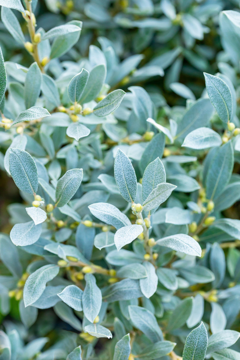 Salix alba 'Liempde' (Silberweide 'Liempde')