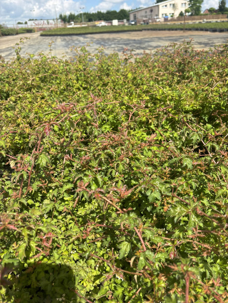 Niedrige Kranzspiere; als Pflanze im Beet; pflegeleicht; Einsatzmöglichkeit z.B. : Kübel; erhältlich von 20-30 bis 30-40 cm;;hier kaufen