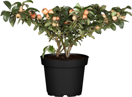 Cotoneaster x suecicus 'Coral Beauty'; hier im Topf; pflegeleicht; Einsatzmöglichkeit z.B. : Bienenweide; verfügbar in 2 Größen und Varianten;;ab 4,39 Euro