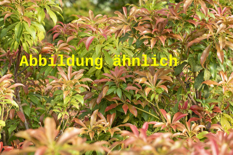 Genaues Foto für Pieris japonica 'Splendens' folgt; dieses ähnliche Bild dient der Illustration von Glänzendes Schattenglöckchen