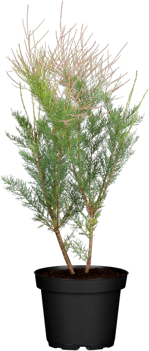 immergrüne zimmerpflanze 6 buchstaben Tamarix ramosissima (Sommertamariske) hier günstig kaufen –  Mitteldeutsche-Baumschulen