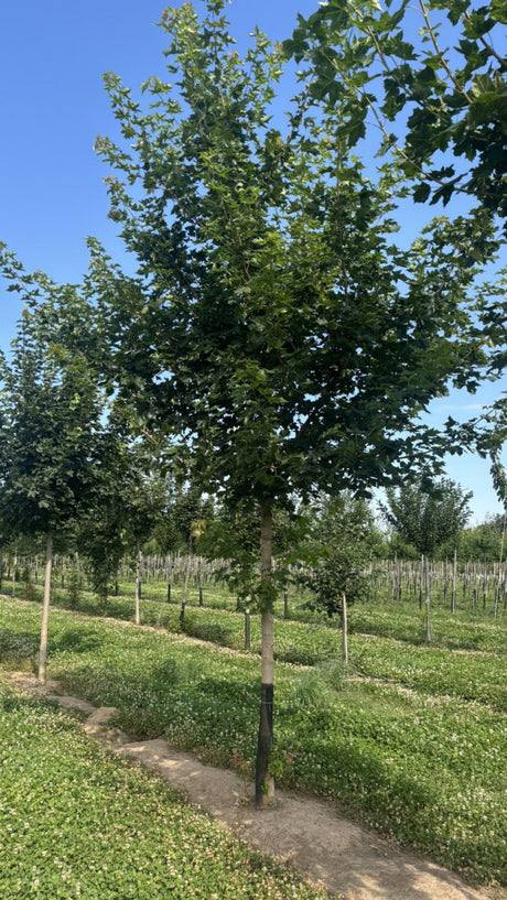 Acer platanoides 'Cleveland'; industriefest; verfügbar in 10 Größen und Varianten;;ab 410,00 Euro