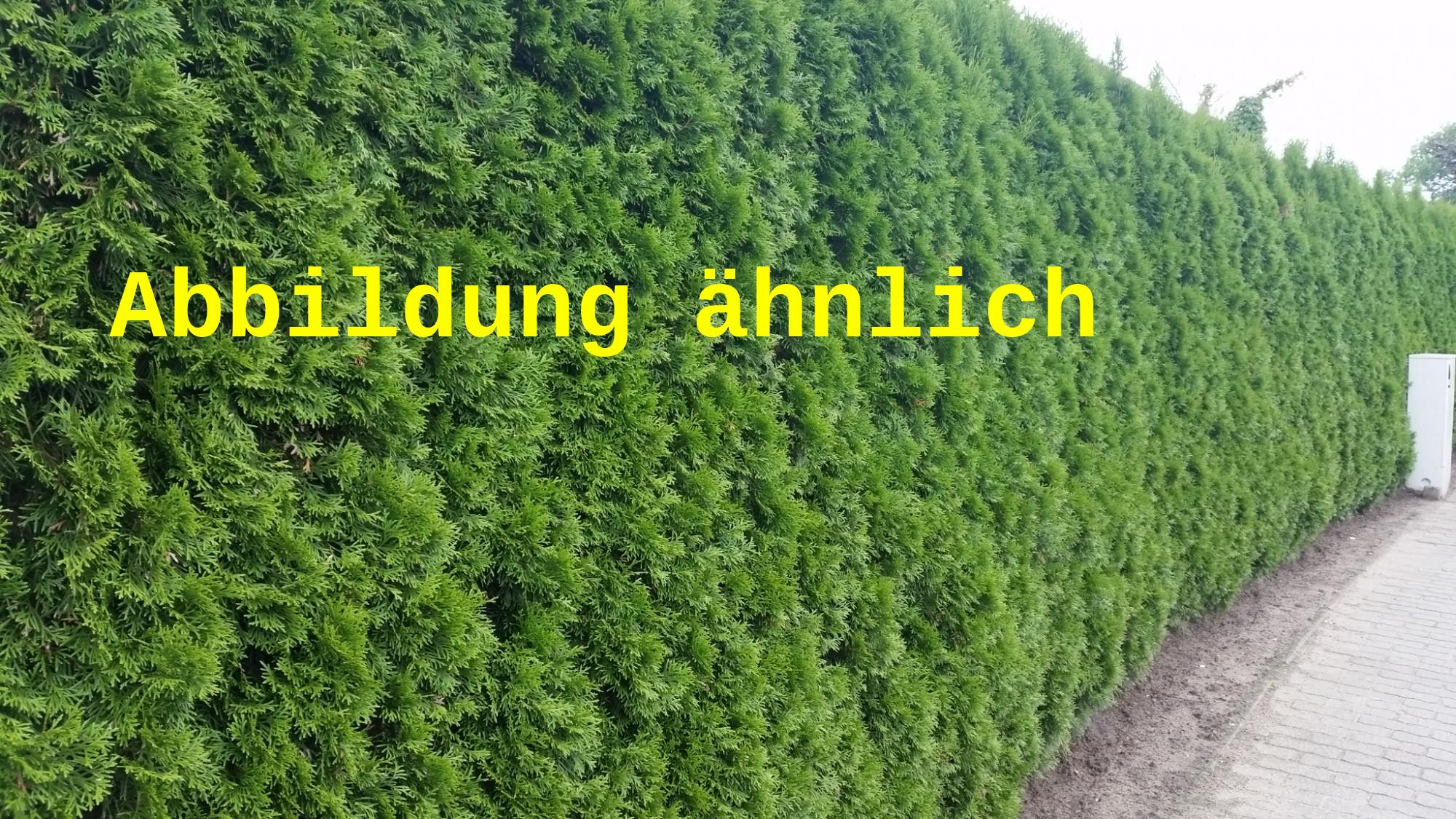 Thuja occidentalis (Abendländ. Lebensbaum)