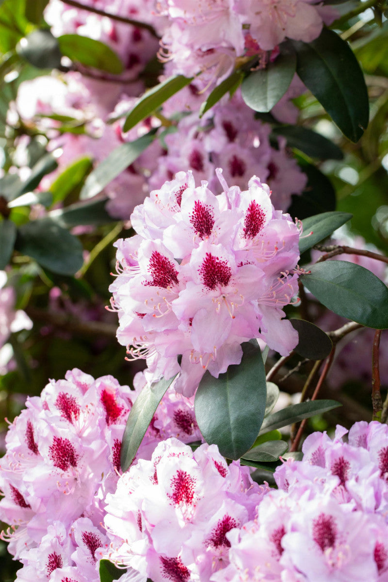 Rhododendron Hybr.'Humboldt' II (Rhododendron-Hybride 'Humboldt') hier  gnstig kaufen  Mitteldeutsche-Baumschulen