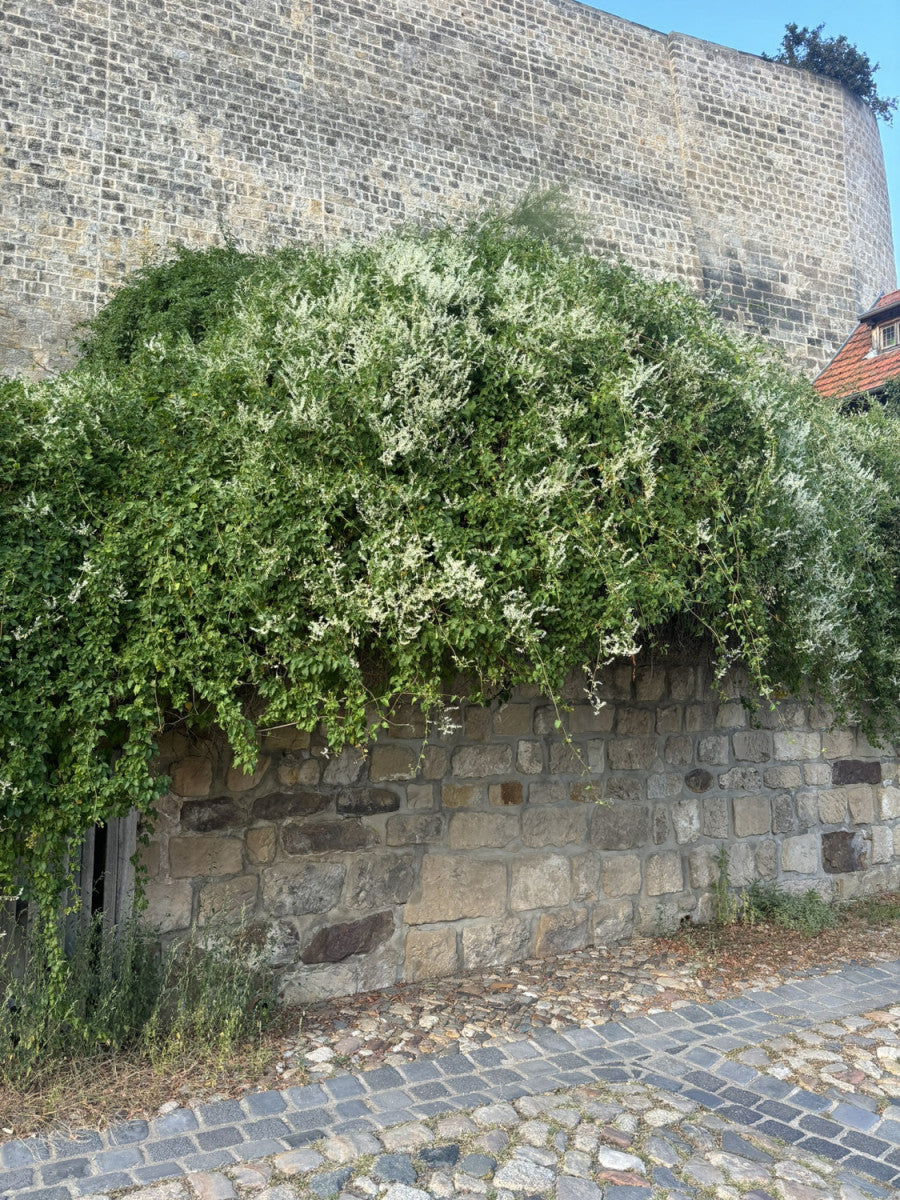 saatgut in die erde bringen 5 buchstaben Polygonum aubertii (Schlingknöterich) hier günstig kaufen –  Mitteldeutsche-Baumschulen
