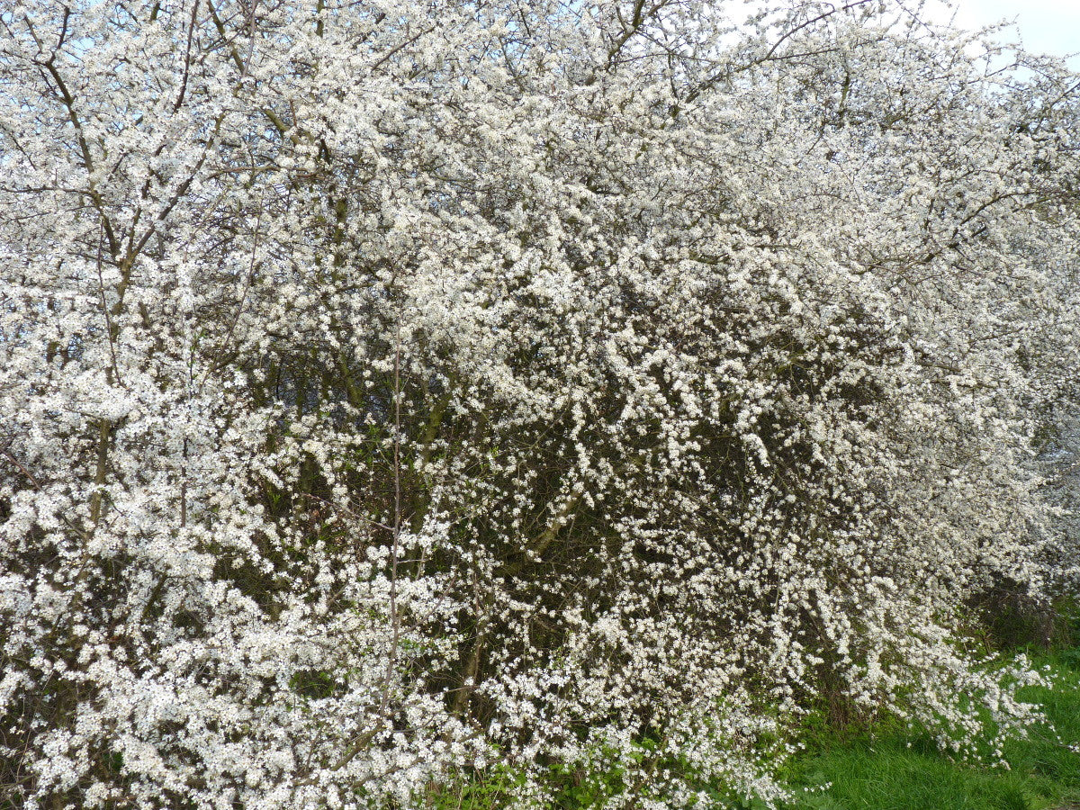Prunus spinosa VkG 4 in Einzelansicht; Einsatz: Bienenweide, bienenfreundlich;;Pflanzen vom Profi