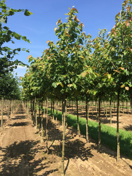 Henrys Linde; als Pflanze im Beet; schnittverträglich; Einsatzmöglichkeit z.B. : Alleenbaum; erhältlich von 270-330 bis 450-650 cm;;hier kaufen