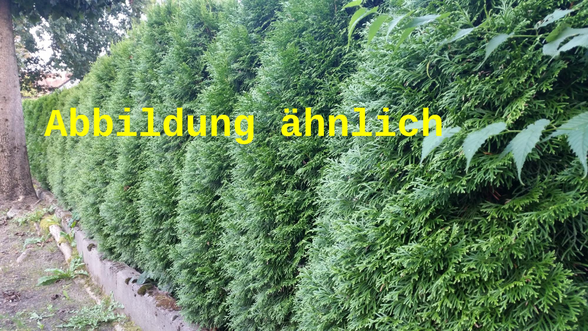 Thuja plicata 'Excelsa' (Großer Lebensbaum)