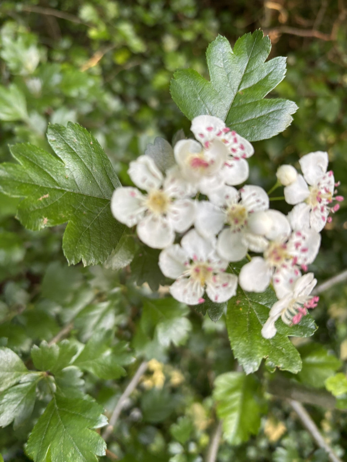 Eingriffeliger Weißdorn mit Blüte, verfügbar in 15 Größen und Varianten; Einsatz: Vogelnährgehölz, winterhart;;hier kaufen