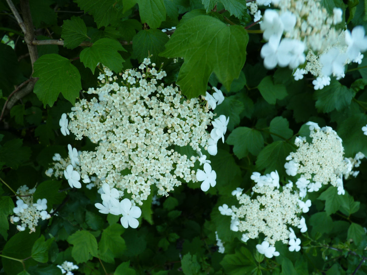 Dampfschneeball mit Blüte; Einsatz: Vogelschutz, bienenfreundlich;;ab 2,60 Euro