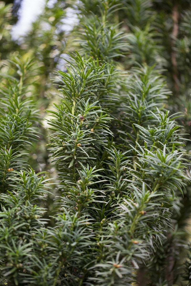 Taxus baccata 'Fastigiata' (Säuleneibe) hier günstig kaufen –  Mitteldeutsche-Baumschulen