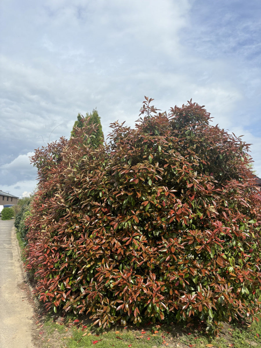 Heckenpflanzen Heckenpflanzen online kaufen aus Heckenpflanze Photinia  fraseri 'Red Robin' (Glanzmispel 'Red Robin') – Mitteldeutsche-Baumschulen