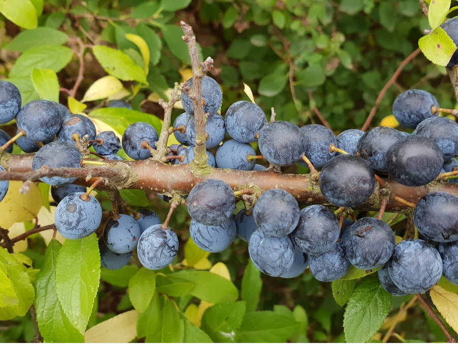 Heckendorn mit Früchten; Einsatz: Wildobst, pflegeleicht;;mit zeitnaher Lieferung