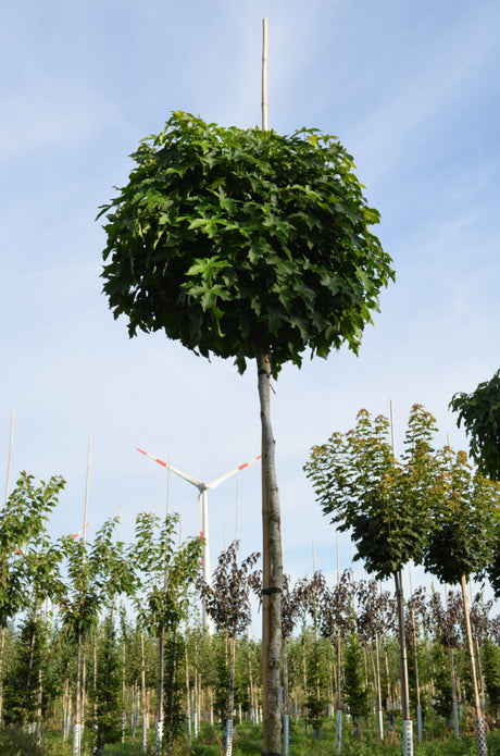 Amberbaum 'Gumball'; dekorative Früchte; erhältlich von 270-330 bis 450-650 cm;;hier kaufen