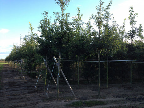 Trauben-Eiche; schattentolerant; erhältlich von 50-80 bis 450-650 cm;;hier kaufen