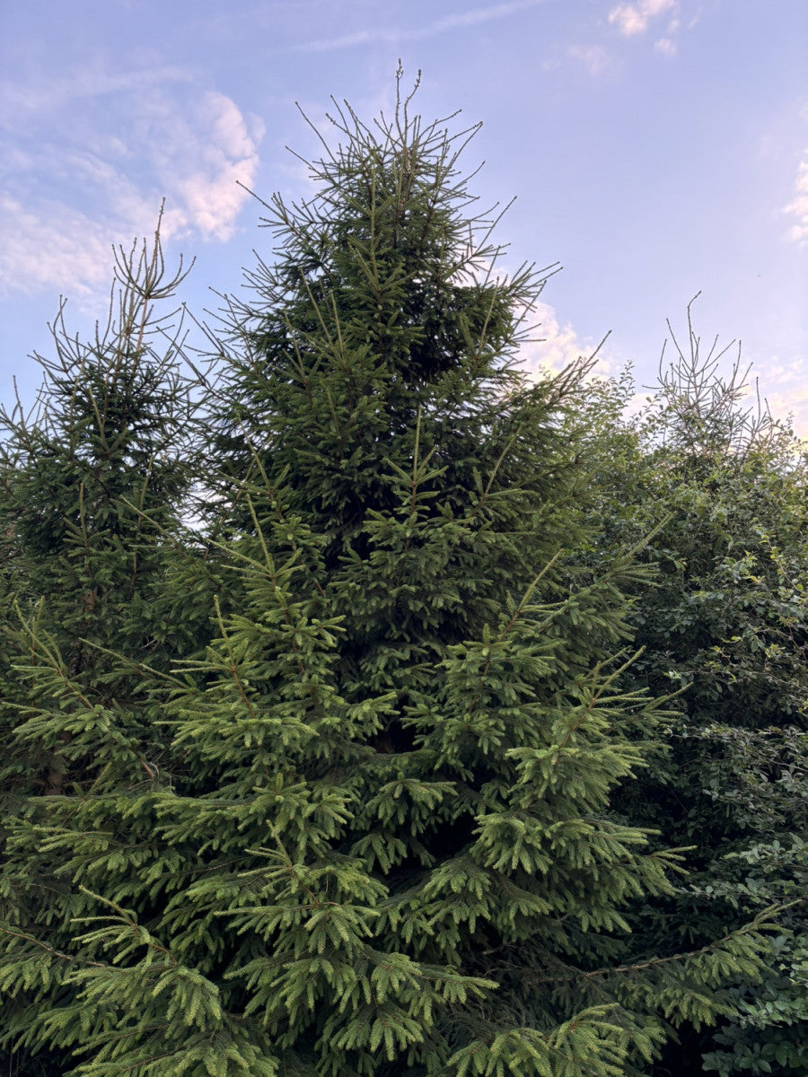 Picea abies HkG 84029 , erhältlich von 20-40 bis 80-100 cm, ;;ab 0,09 Euro