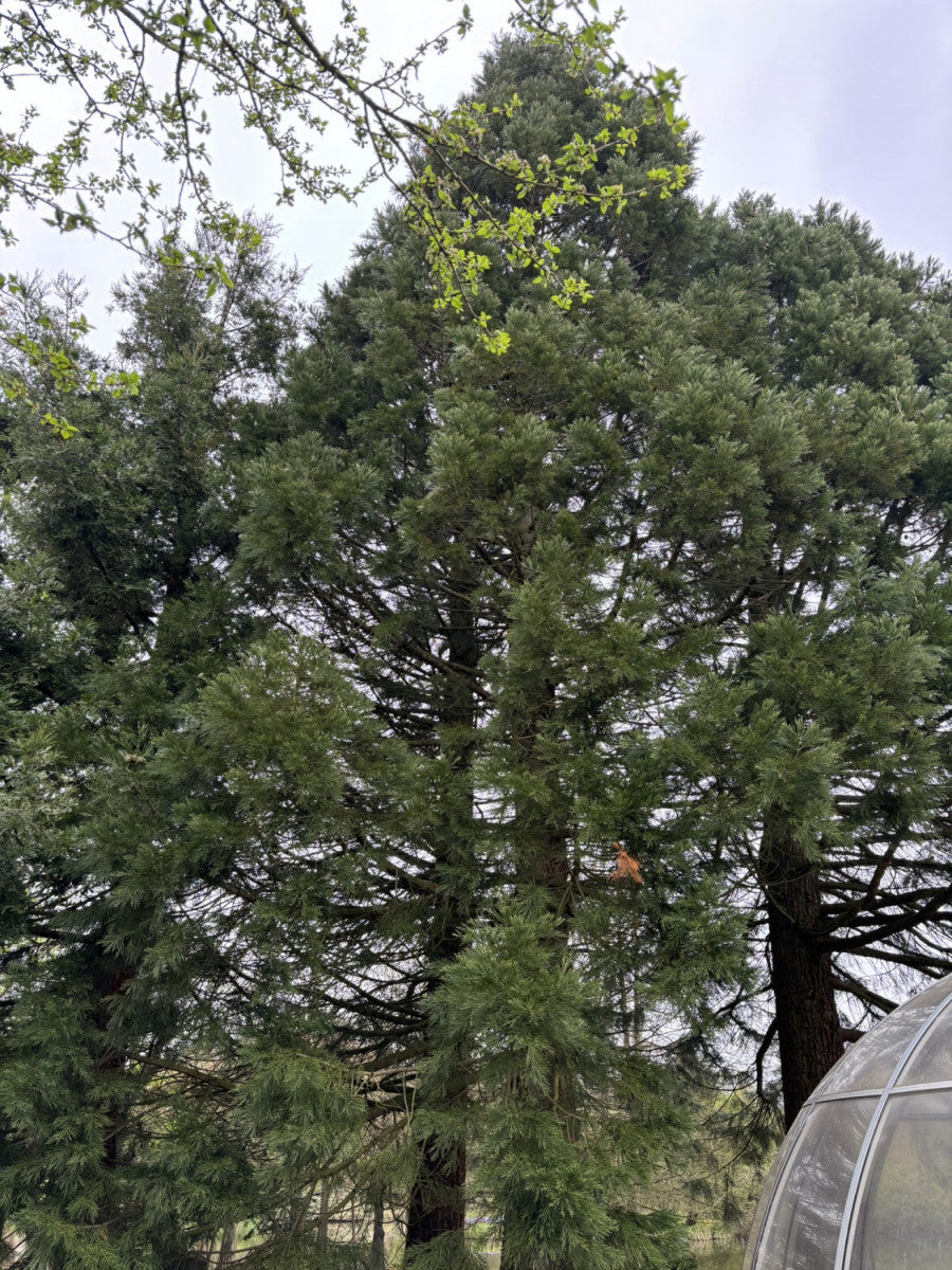 Sequoiadendron giganteum als Pflanze im Beet; Einsatz: , immergrün;;ab 44,50 Euro