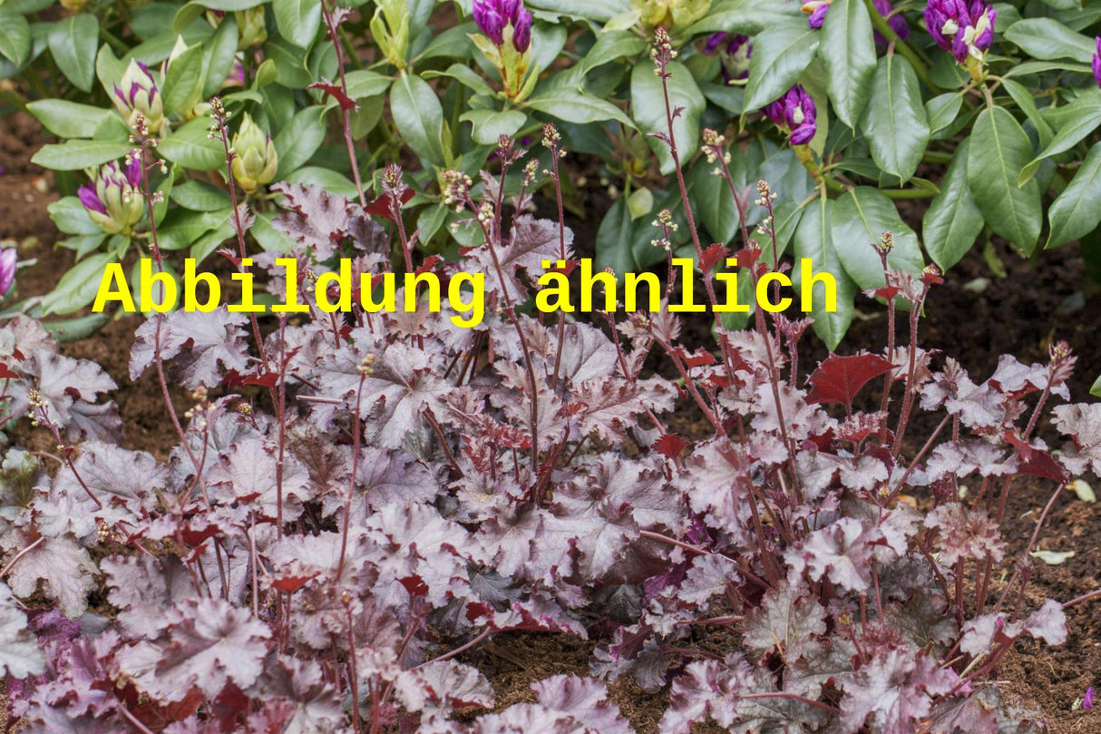 Genaues Foto für Heuchera micrantha 'Molly Bush' folgt; dieses ähnliche Bild dienst der Illustration von Kleinblütiges Silberglöckchen