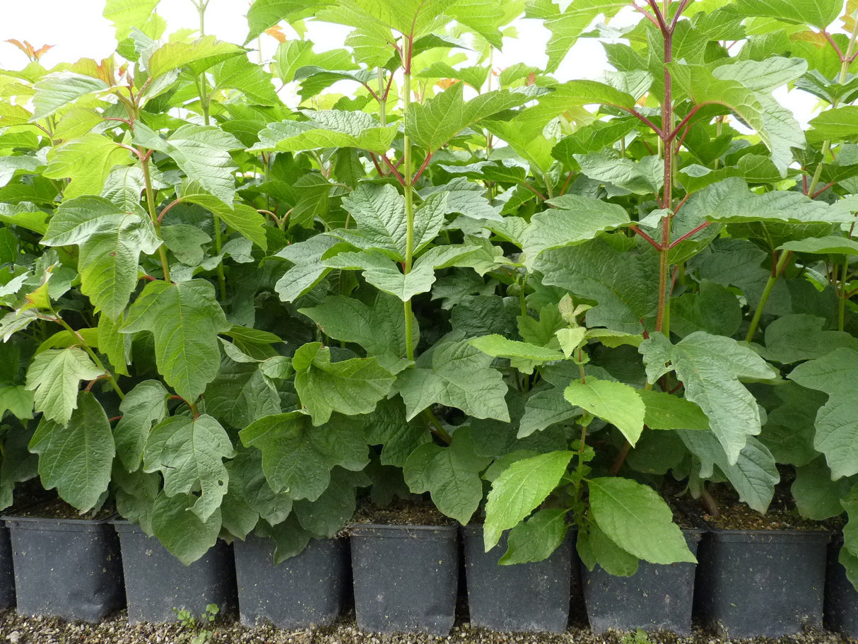 Wasser-Schneeball als Pflanze im Beet; Einsatz: Zierstrauch, dekorativ;;mit zeitnaher Lieferung