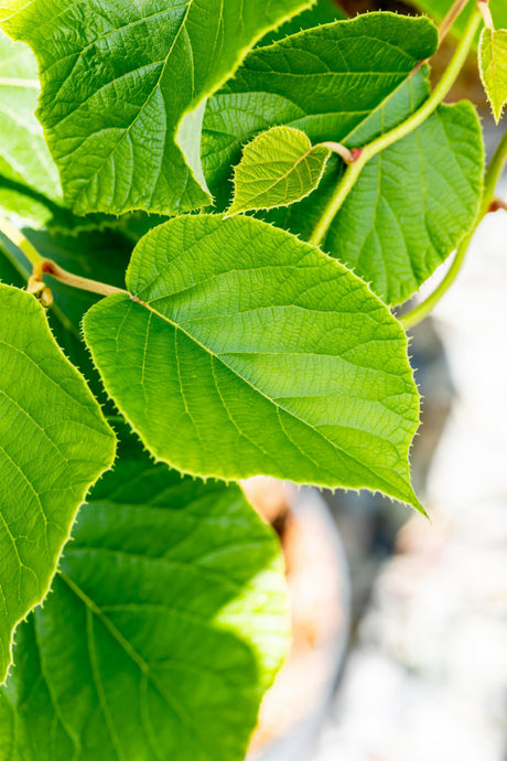 Actinidia chinensis 'Yennie'; hier mit Belaubung; hoher Ertrag; Einsatzmöglichkeit z.B. : Obstgarten; verfügbar in 5 Größen und Varianten;;ab 37,00 Euro