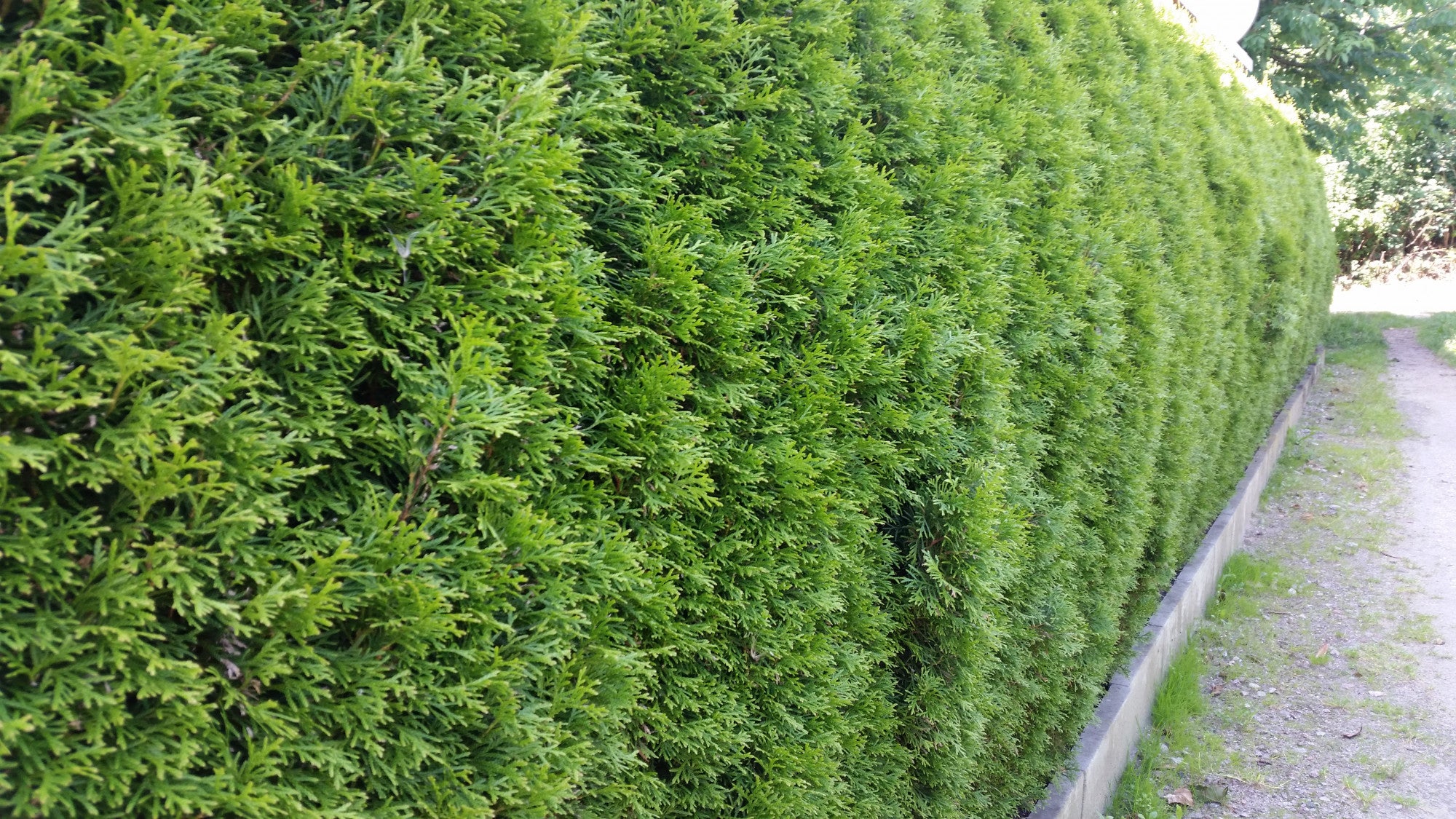 Thuja occidentalis 'Smaragd' (Lebensbaum 'Smaragd')